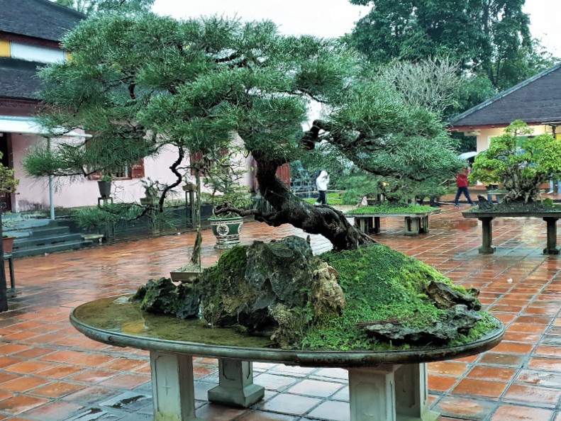 Garden behind the temple with bonsai trees