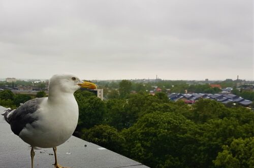 A bird's eye view of Tallinn