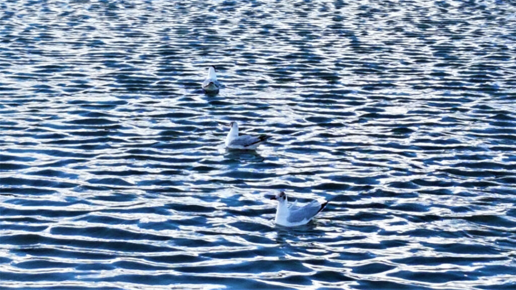 Seagulls doing what they do best