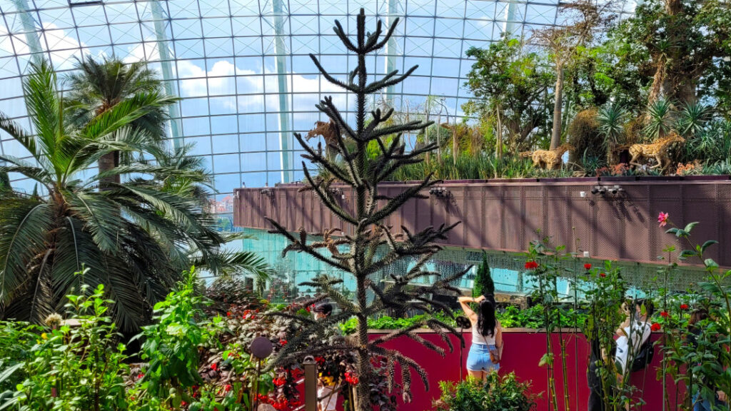 The Flower Dome entered the Guinness Book of Records for being the largest greenhouse in the world.