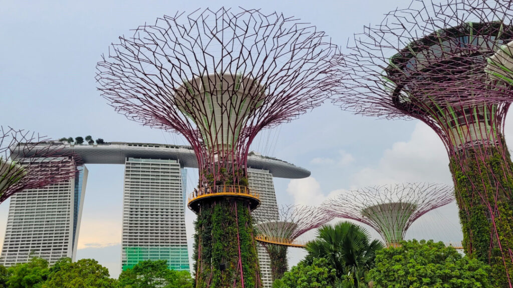 The Supertree Grove tower over everything around them.