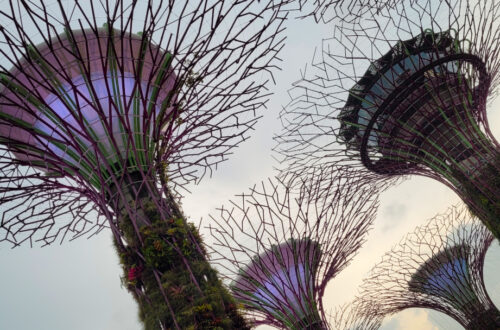 The Supertrees in all their glory.