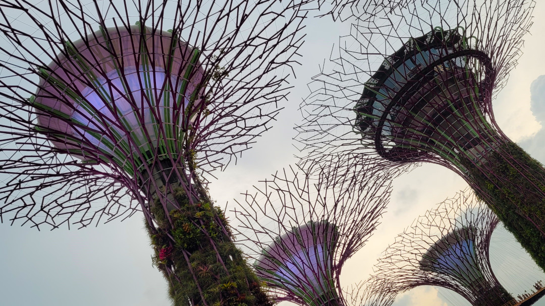 The Supertrees in all their glory.