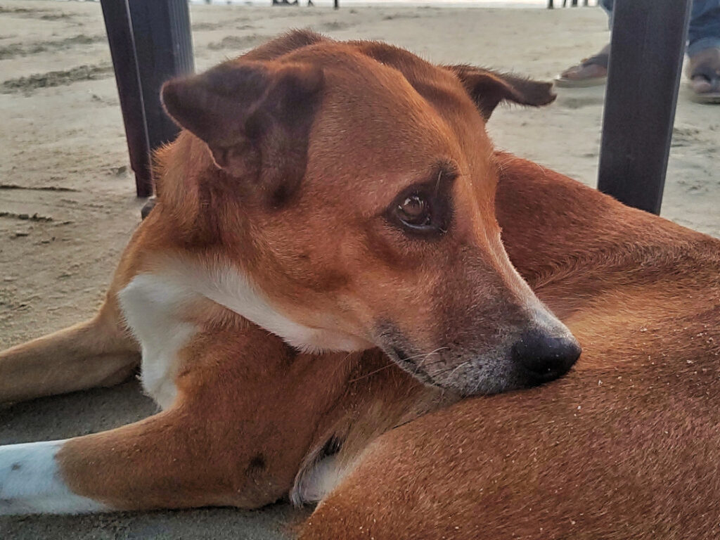 A stray dog relaxing under our table at the beach.