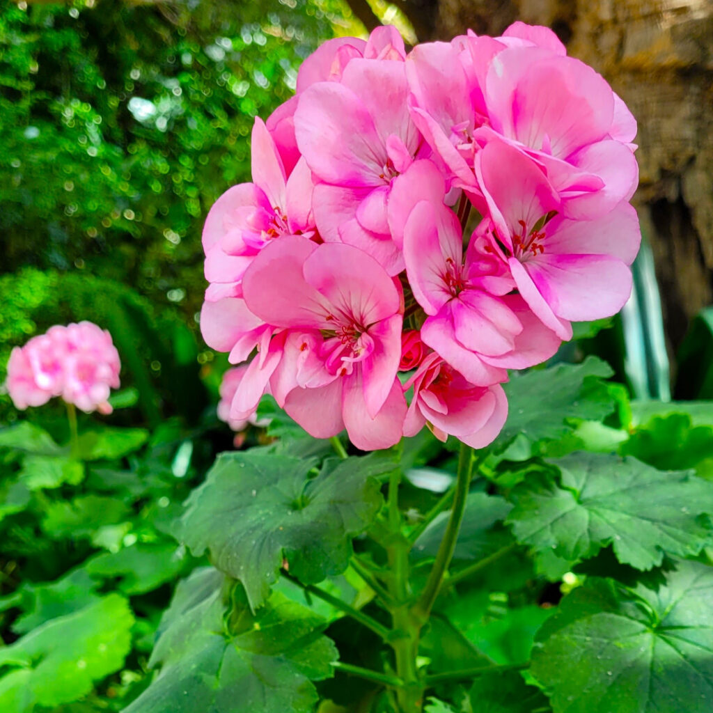 The Flower Dome has over 100,000 varieties of flowers and orchids.
