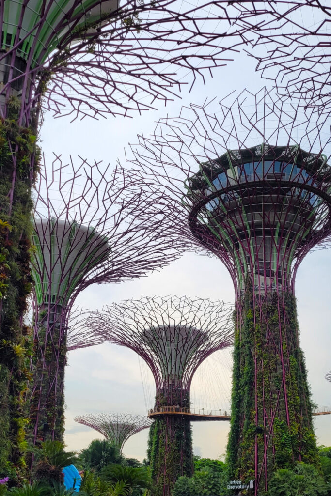 The Supertree Grove in all its splendor.