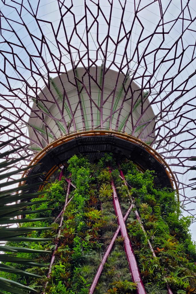 Go up the elevator and get as close to the Supertree from the skyway.